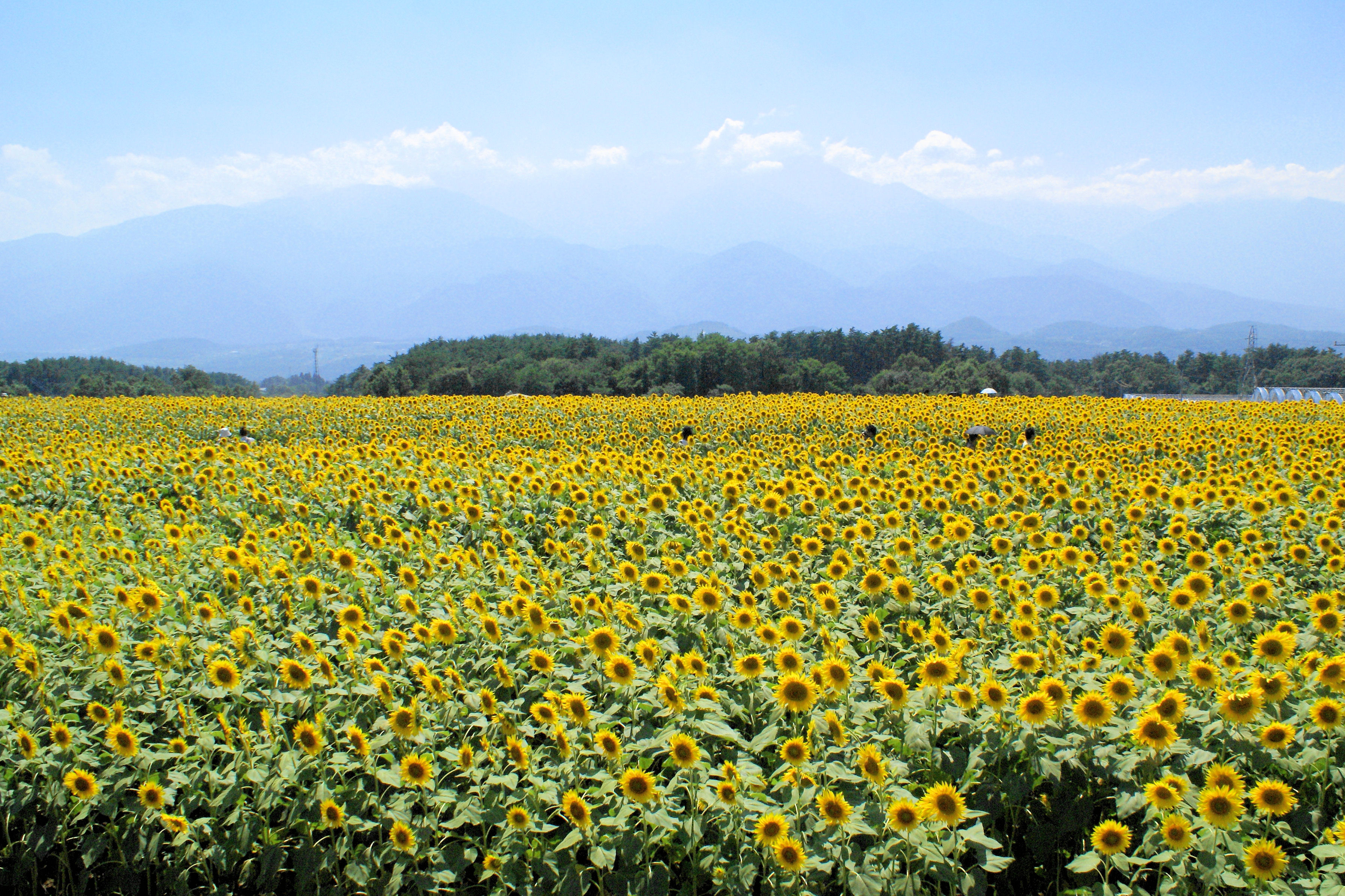 埼玉県発 明野のひまわりを撮影する写真撮影ツアー参加者募集中 山梨日帰りバスツアー案内所