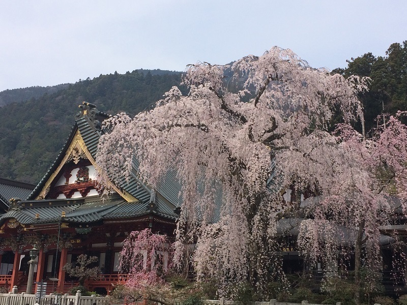 神奈川県発 身延山久遠寺しだれ桜と三嶋大社バスツアー参加者募集中 山梨日帰りバスツアー案内所